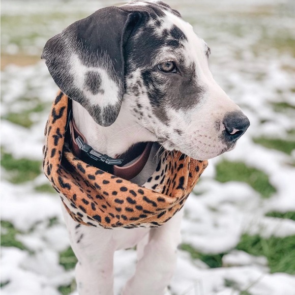 Cheetah Print Dog Scarf - Picture 5 of 8